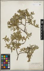 Foto von Salix lemmonii Bebb